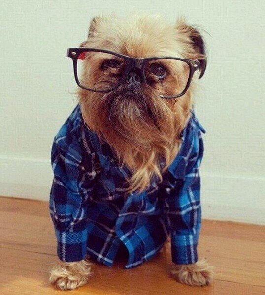 Wayward_Wombat's profile picture. Bachelor's in Fucking Shit Up