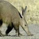 Arnando the Aardvark (@00000why00000) Twitter