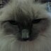 wild side (@joedmol96) Twitter profile photo