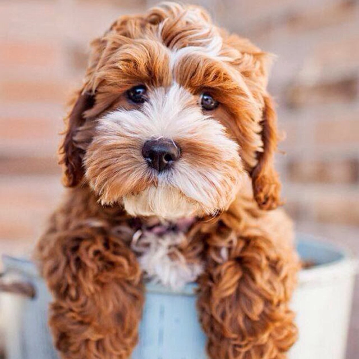 GurlGunner's profile picture. 