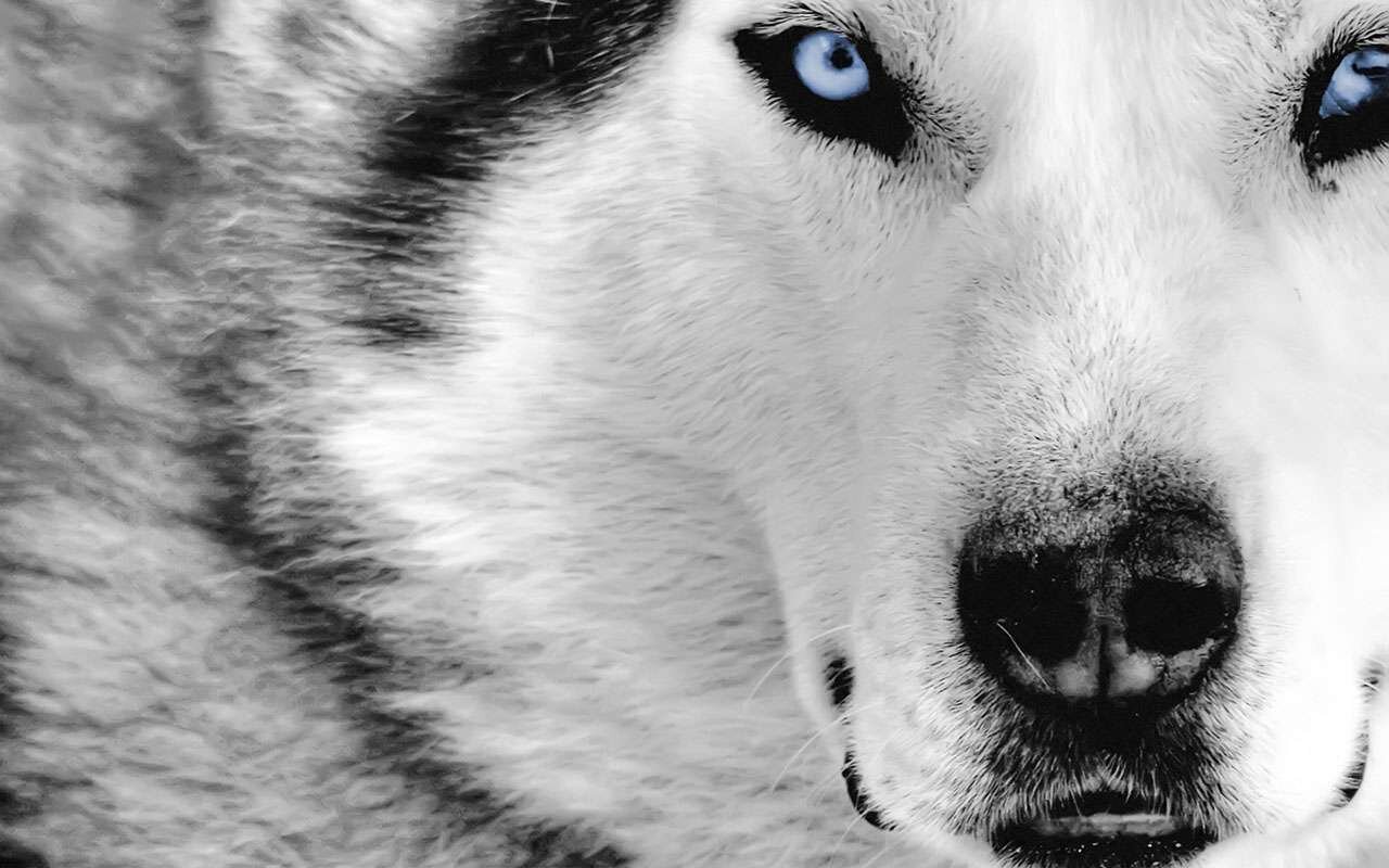 hi its icewolf/paul/paulvip/everydaymine/me