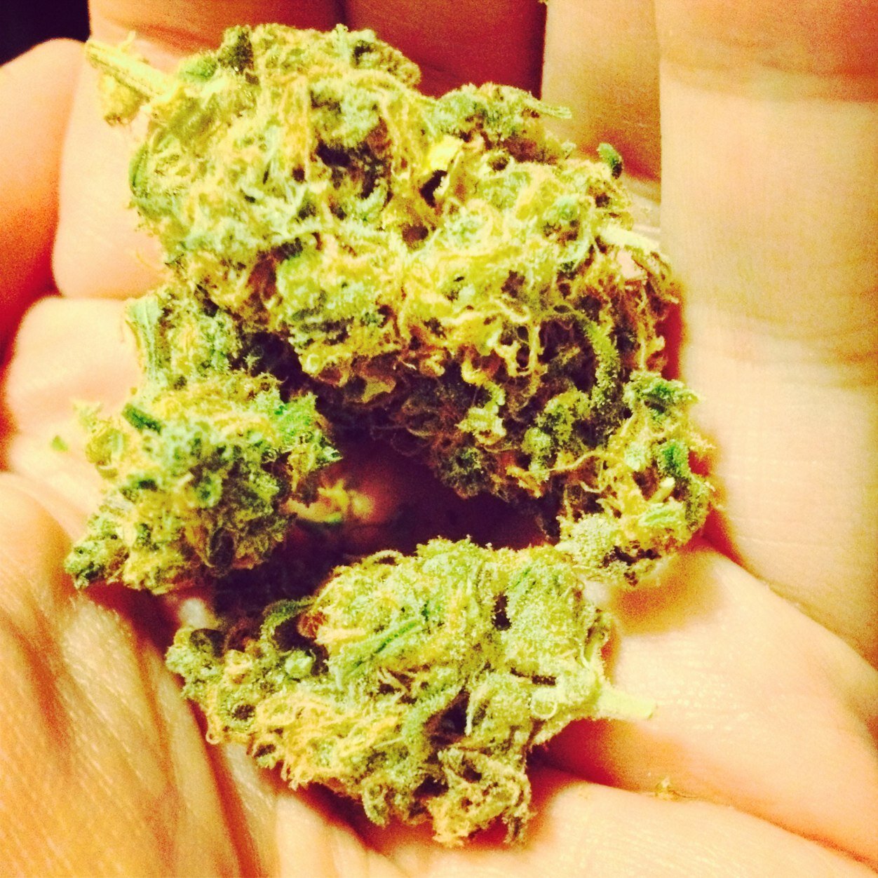 just a chill laid back chick looking to make some similar friends. i love music and smoking some good buds and hash. check my massroots out if your on/same name