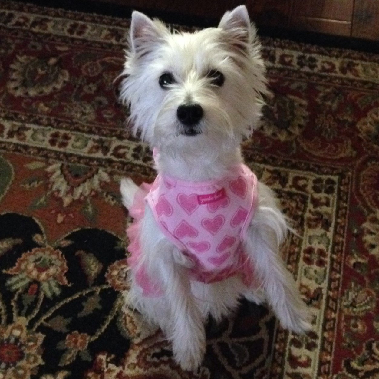 Hi puppers! I'm Cinderellie Lola but my mom and dad calls me Ellie! I wuff to roll around in the dirt and go in new adventures!