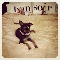I'm the Grande family doggy. I'm a very happy puppy with mommy perfect❤ . 1/3 puppy of Grande's family❤ . Love my family and people that's loves me.❤