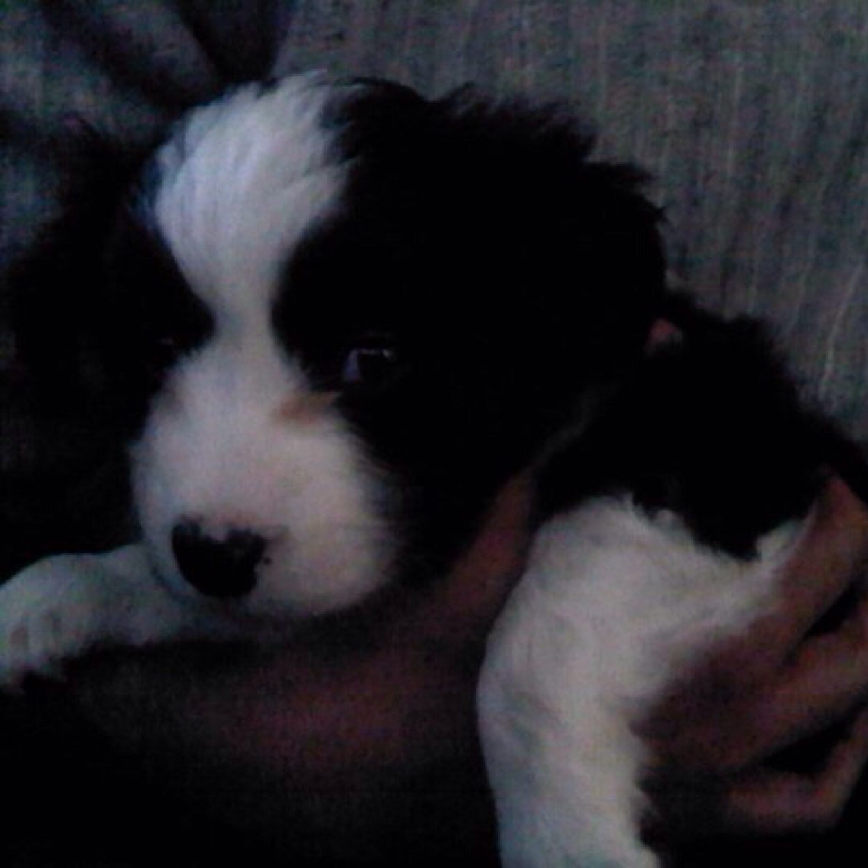 Puppy and dog training blogger.