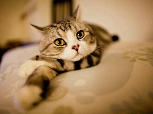 laural8219's profile picture. 