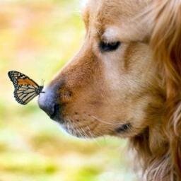 Retwitto tweet sugli animali