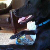 David Holling (@david_holling) 's Twitter Profile