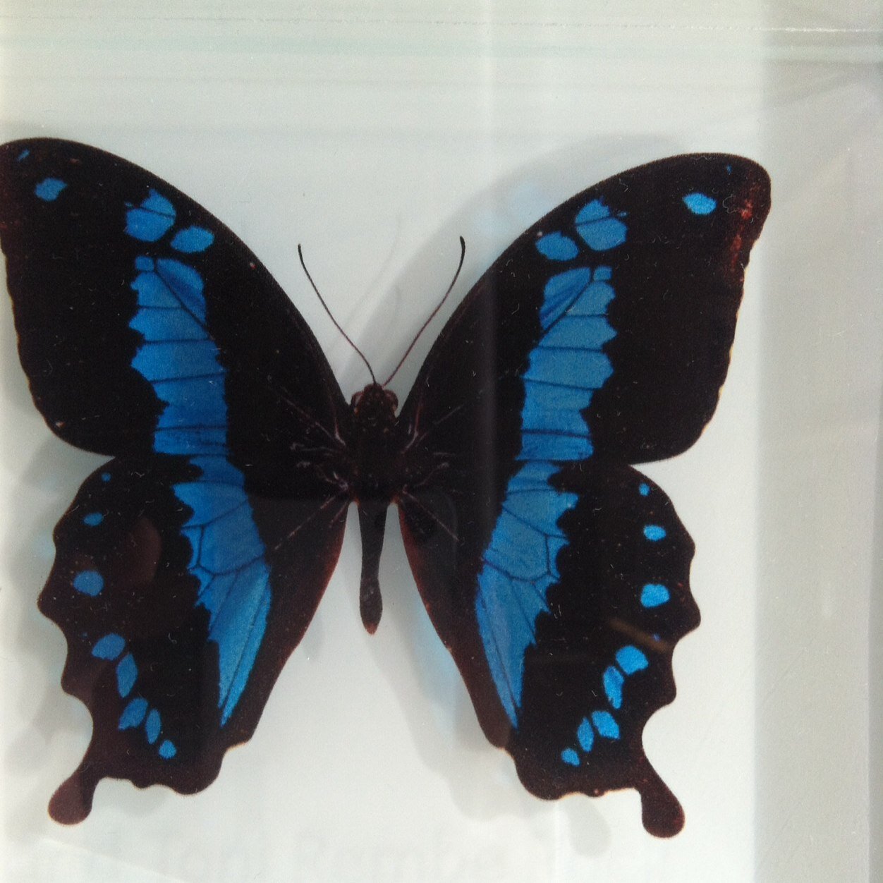 chopras42's profile picture. 