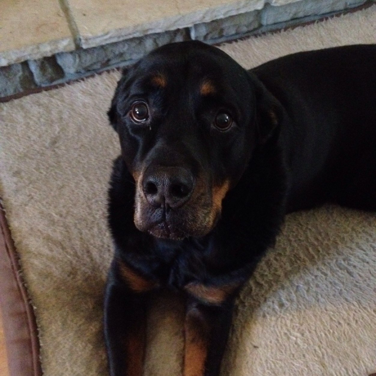 MajorsKjm's profile picture. 