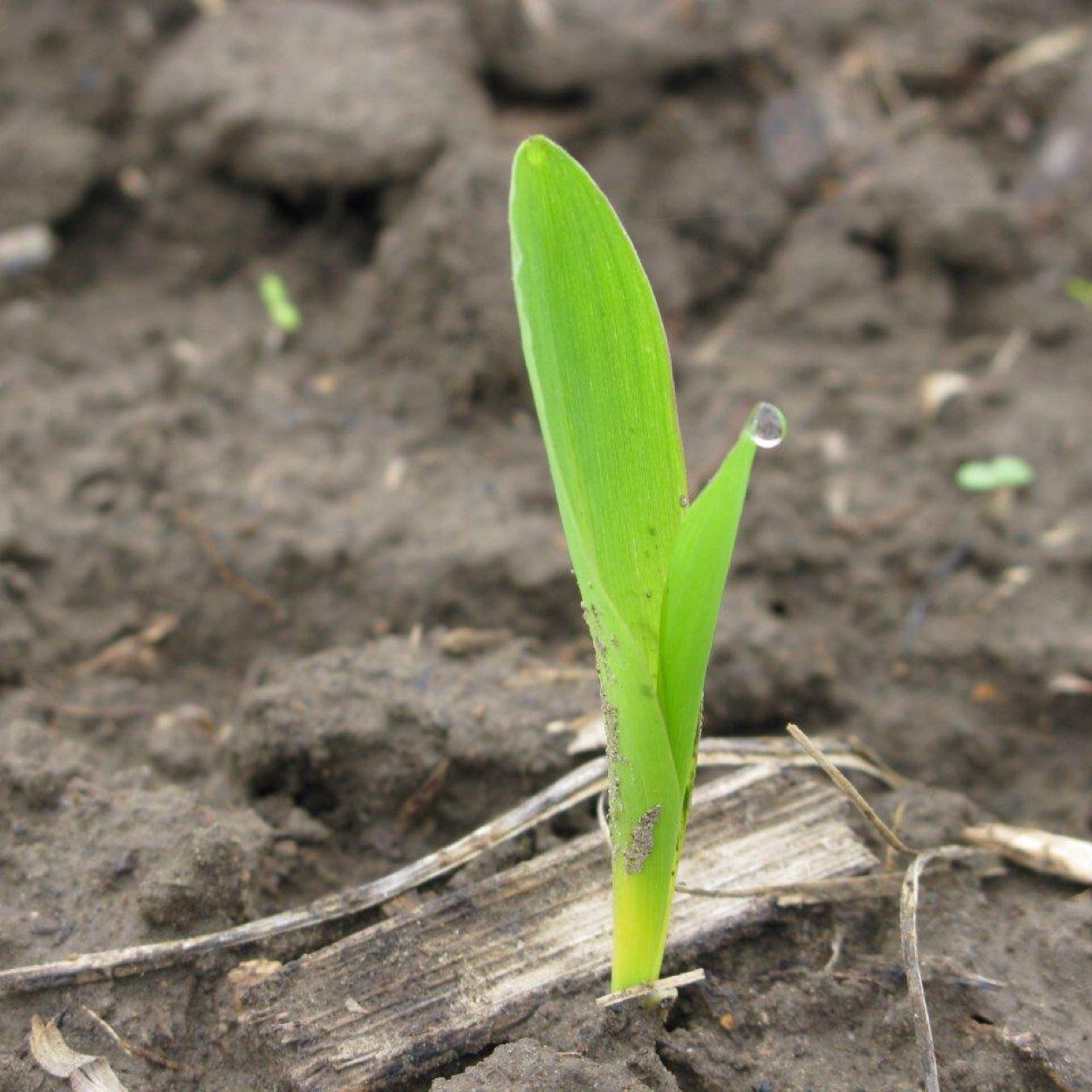 Technical Agronomist for DEKALB/Asgrow