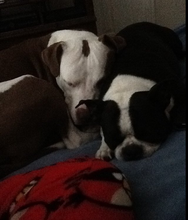 Bradymom6's profile picture. 