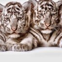 Donna Farley - @FrlyJm - Twitter