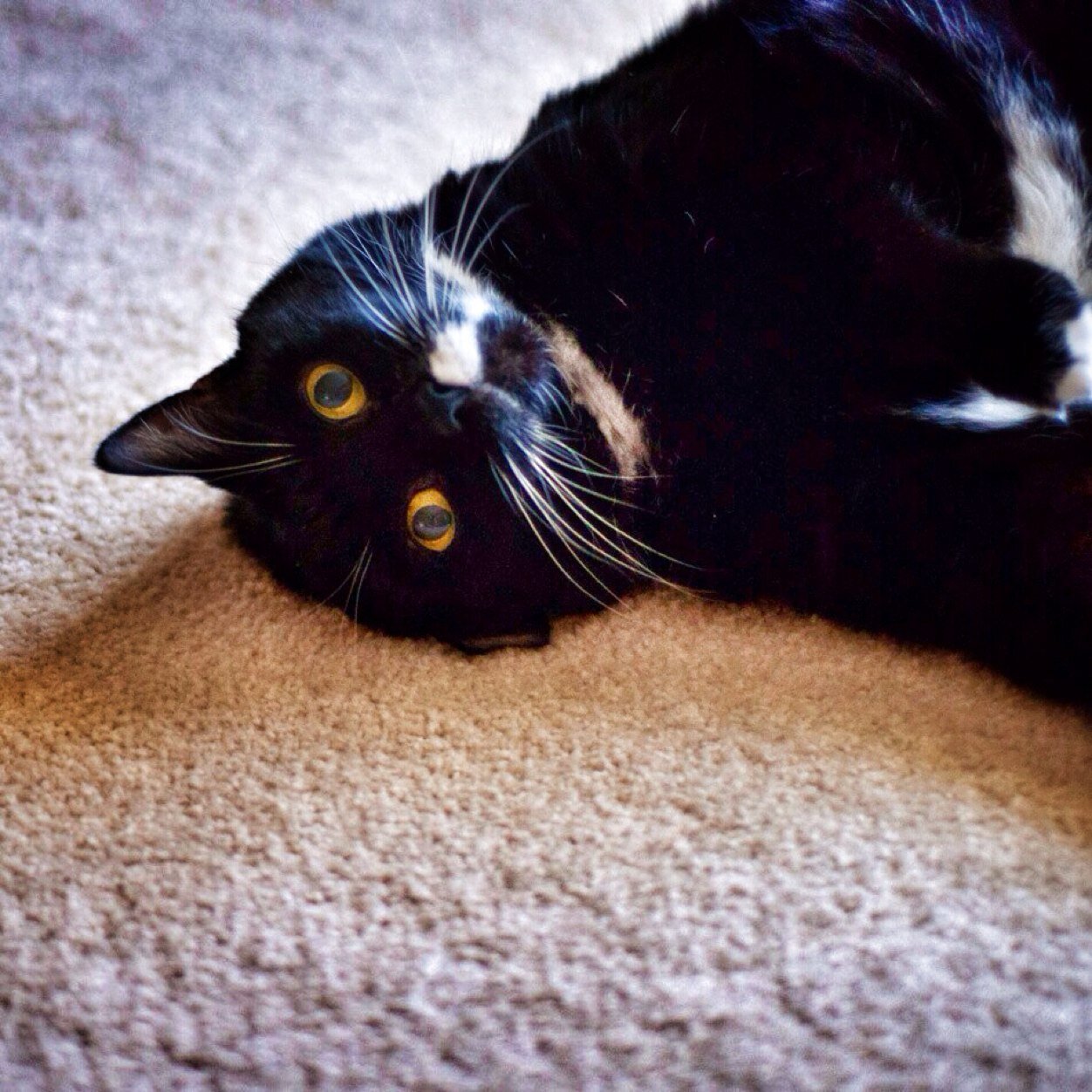 FatCatakaDog's profile picture. Here everyone! Fat Cat here just living the life of a lazy dog (thats my name).