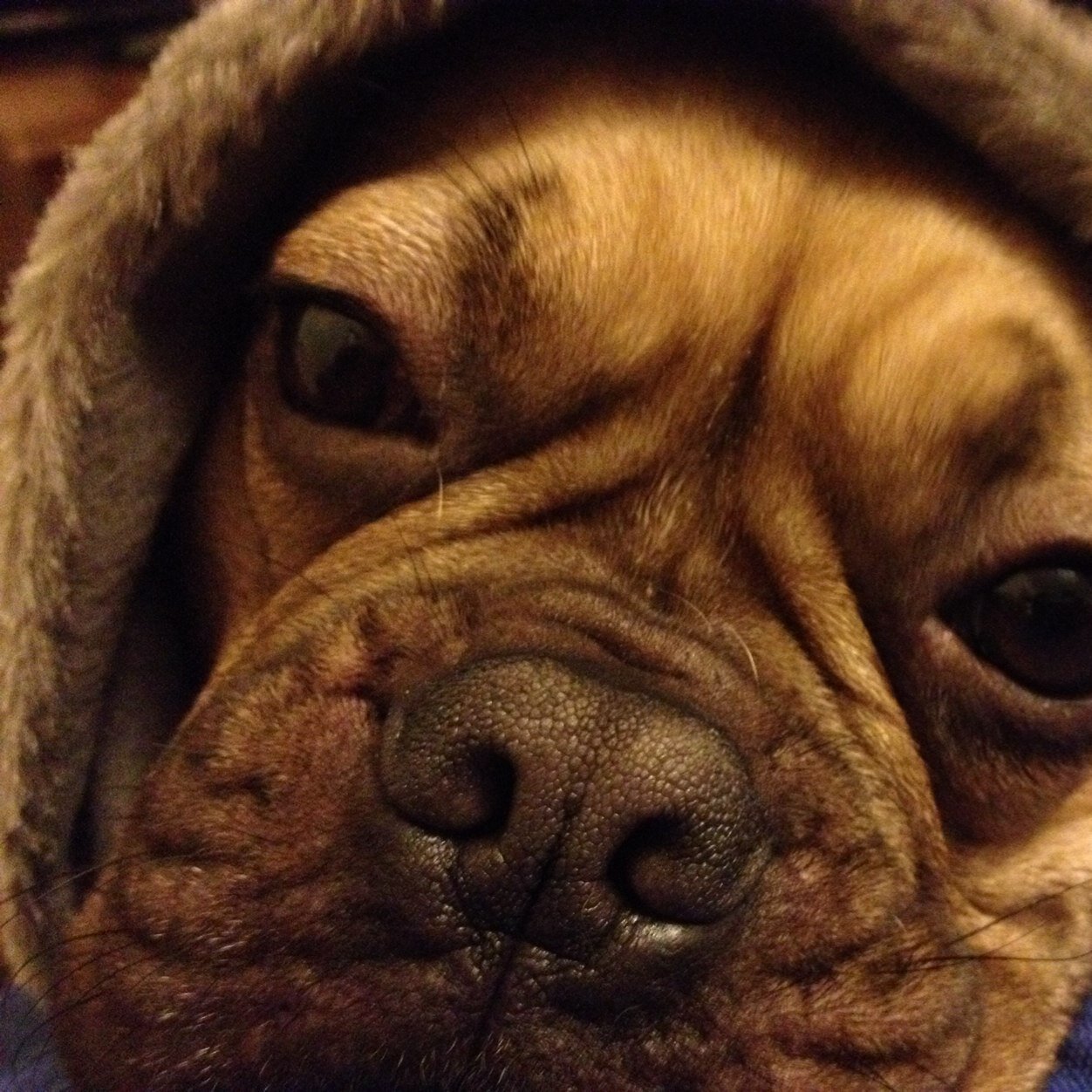 ex frenchie owner, lost rufus june 2024