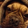 emmaloops's profile picture. ex frenchie owner, lost rufus june 2024