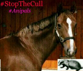 andonsdonna's profile picture. 