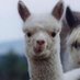 Melissa B (@melbmom) Twitter profile photo