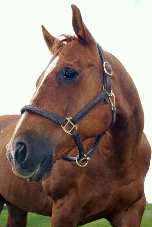Ask me to show you a poetry in motion and I will show you a horse. ~Unknown