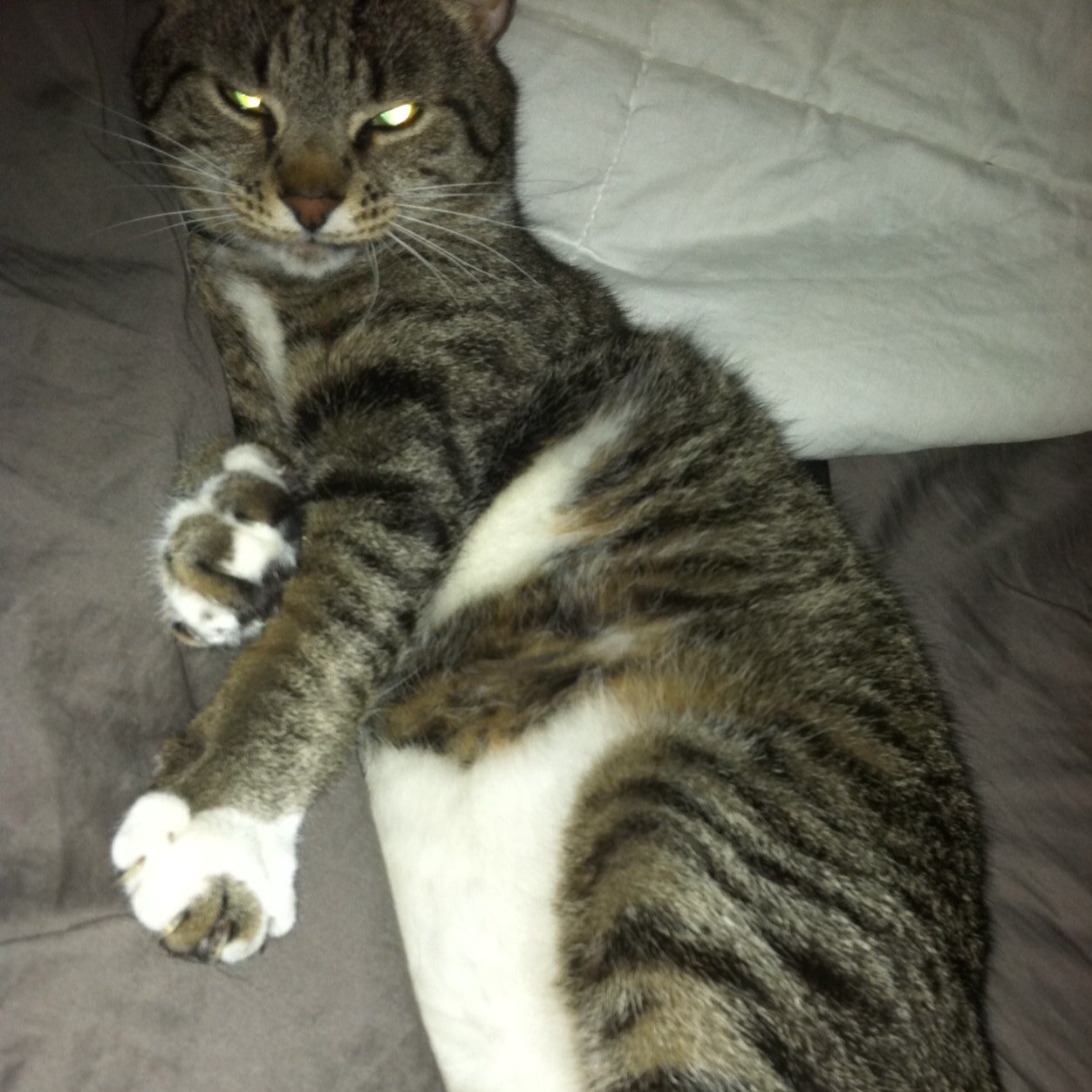 My life is terrible.  I live with a stupid dog who is unclean and tries to eat my poop from my litter box---disgusting!