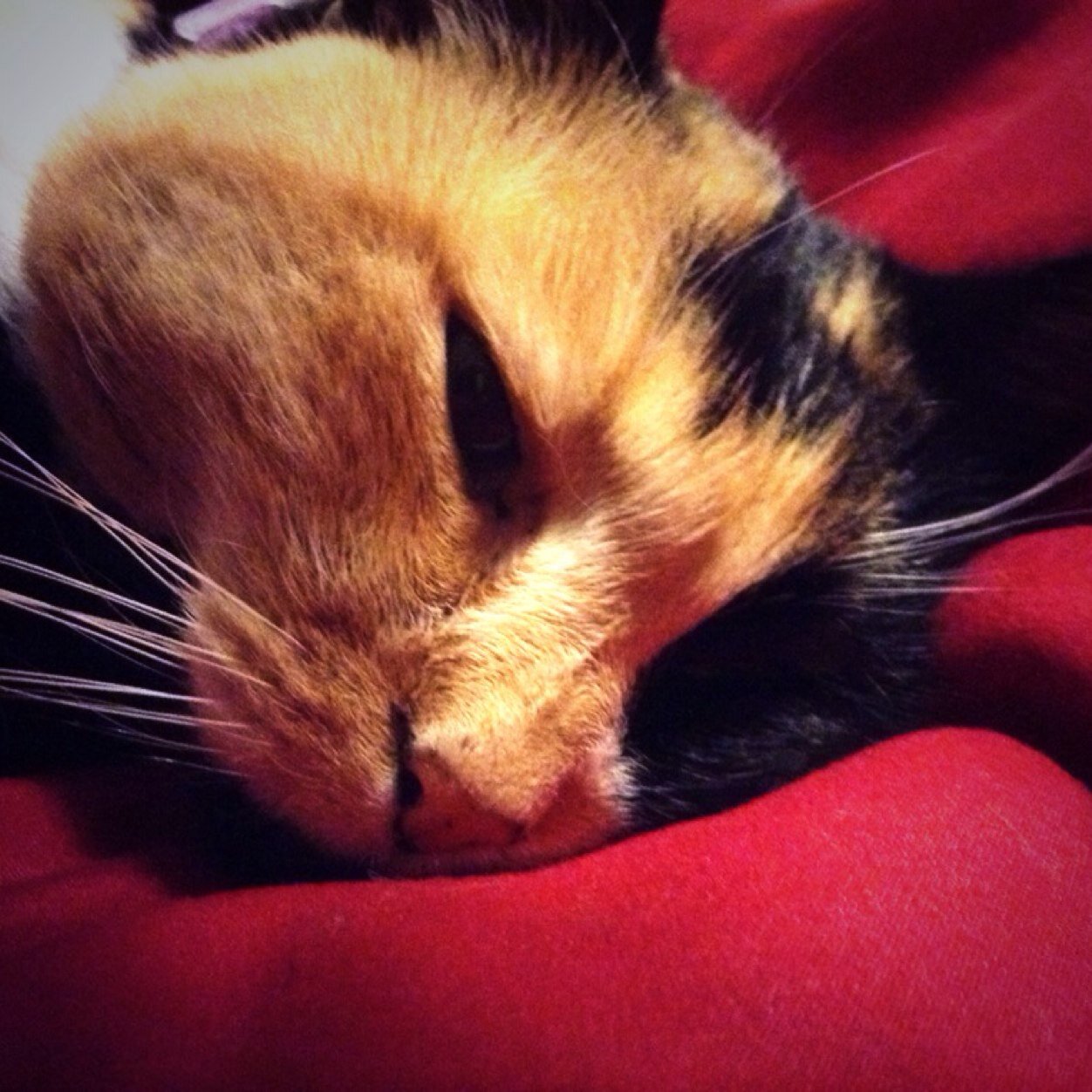 princess_callie's profile picture. Purrrrrincess of Apt 203. Meow at me.