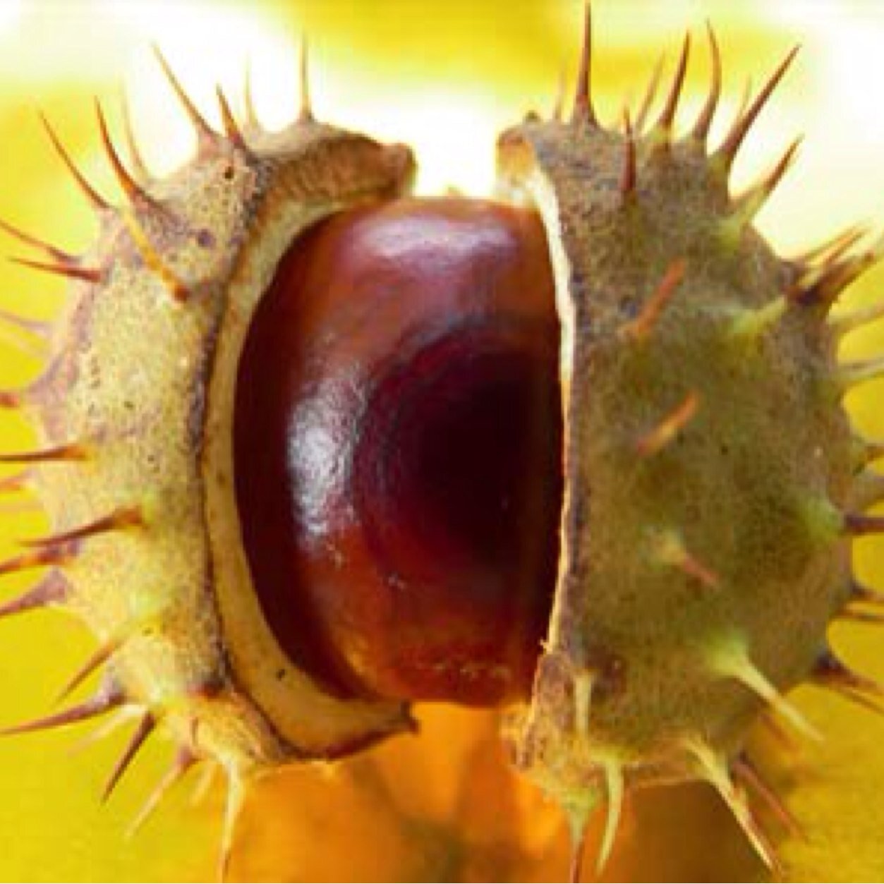 Zonabuck1's profile picture. 