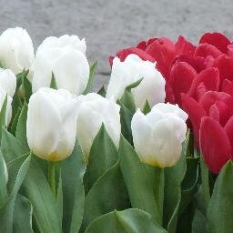 verorodriguez74's profile picture. 