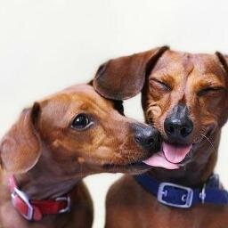 Furever Dachshund Rescue is a non-profit organization that was created to rescue, rehabilitate and re-home abandoned, neglected and stray dachshunds.