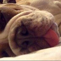 bessie nichols - @birddogbess Twitter Profile Photo