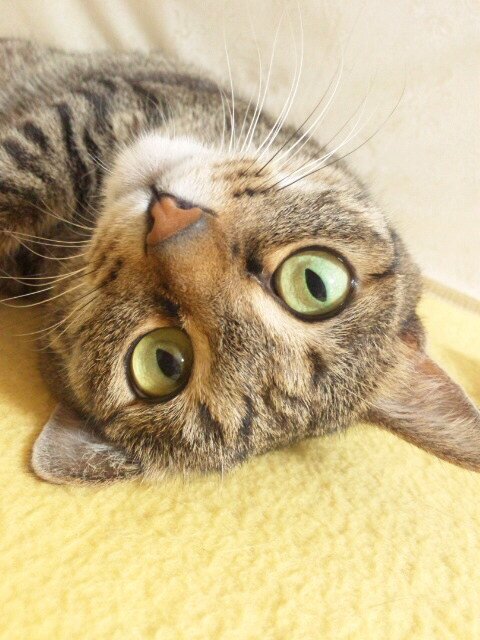 メルカリで気になった物を紹介しています！
懸賞にも使ってます♪