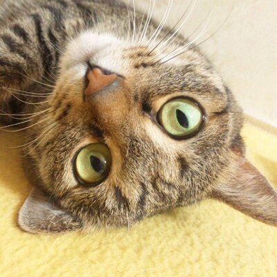 ジュエルペット ミニリュック型ポーチ ピンク レトロ