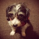 Bruno Alexander - @elbrunochido - Twitter