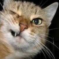 猫のやんちゃbot (@nyann_88) 's Twitter Profile