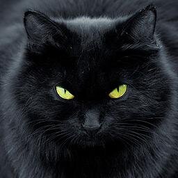 hisusoficix's profile picture. Собака так предана, что просто не веришь в то, что человек заслуживает такой любви. Илья Ильф