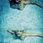 sofyashanova's profile image