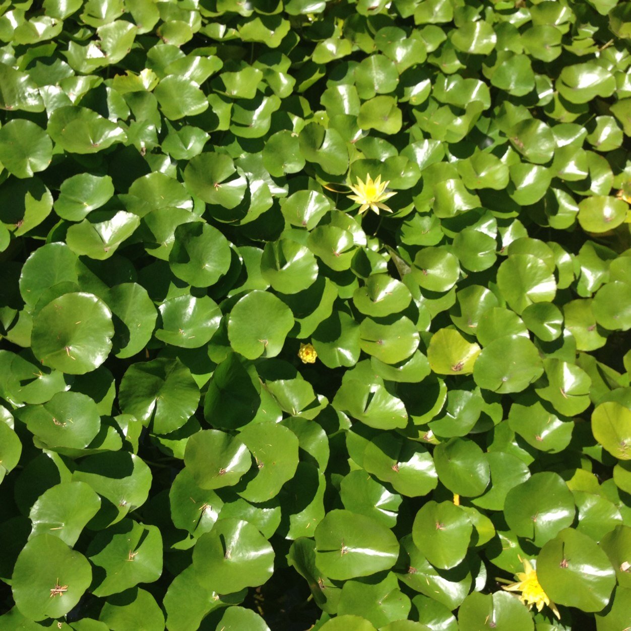 karolinelawo's profile picture. 