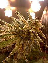 All About Growing Chunky Mongo Ass Nugs With CFL's!
#ShitLoadOfLight
http://t.co/JWkGj3d04H