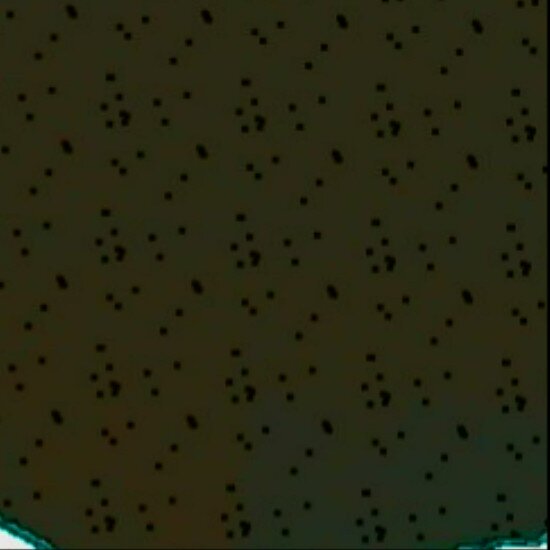 .ياليت تسون انفولو :$