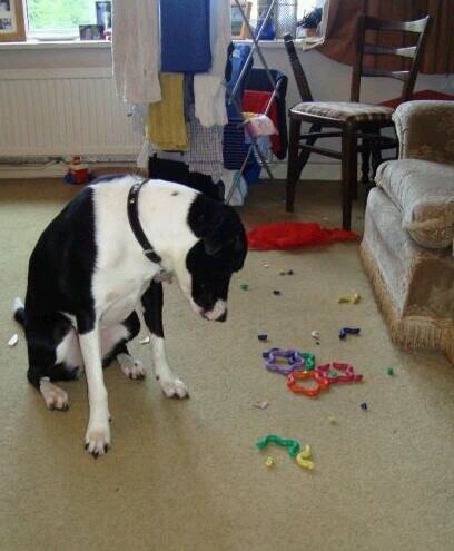 Pets with ASBOS Rehabilitation Centre