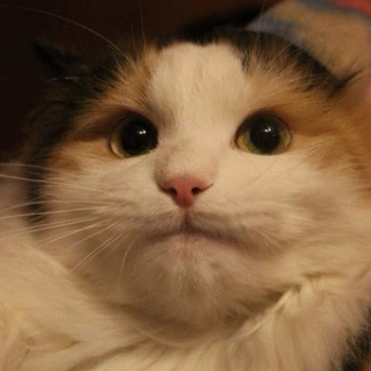 vpetrishchev's profile picture. 