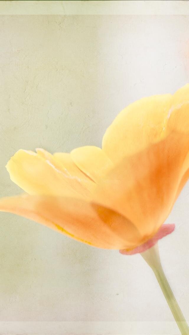 LolaGallant's profile picture. grandma of the Magic 8