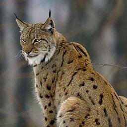 RisRoznik's profile picture. Glavni maček v mestu