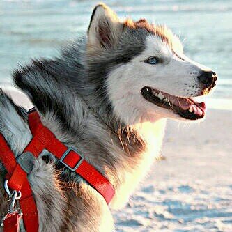 kalid50059's profile picture. ‏‏‏‏انسان عادي على قد حاله وطيب وحبوب و احبكم