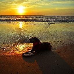 Mom of 2 boys; Mom of 5 dogs; Wife of wonderful husband; Veterinarian to many amazing patients
