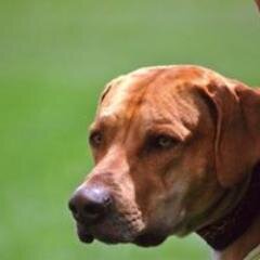 jimharrison66's profile picture. Serial Enthusiast, some things stick. Rhodesian Ridgeback owner. Golf Player, Runner, Hiker