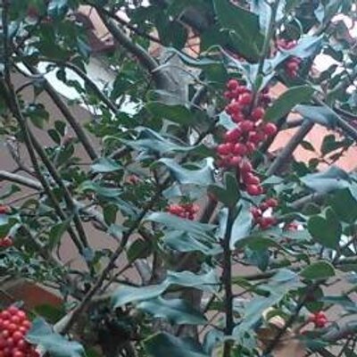 estevedomenech's profile image
