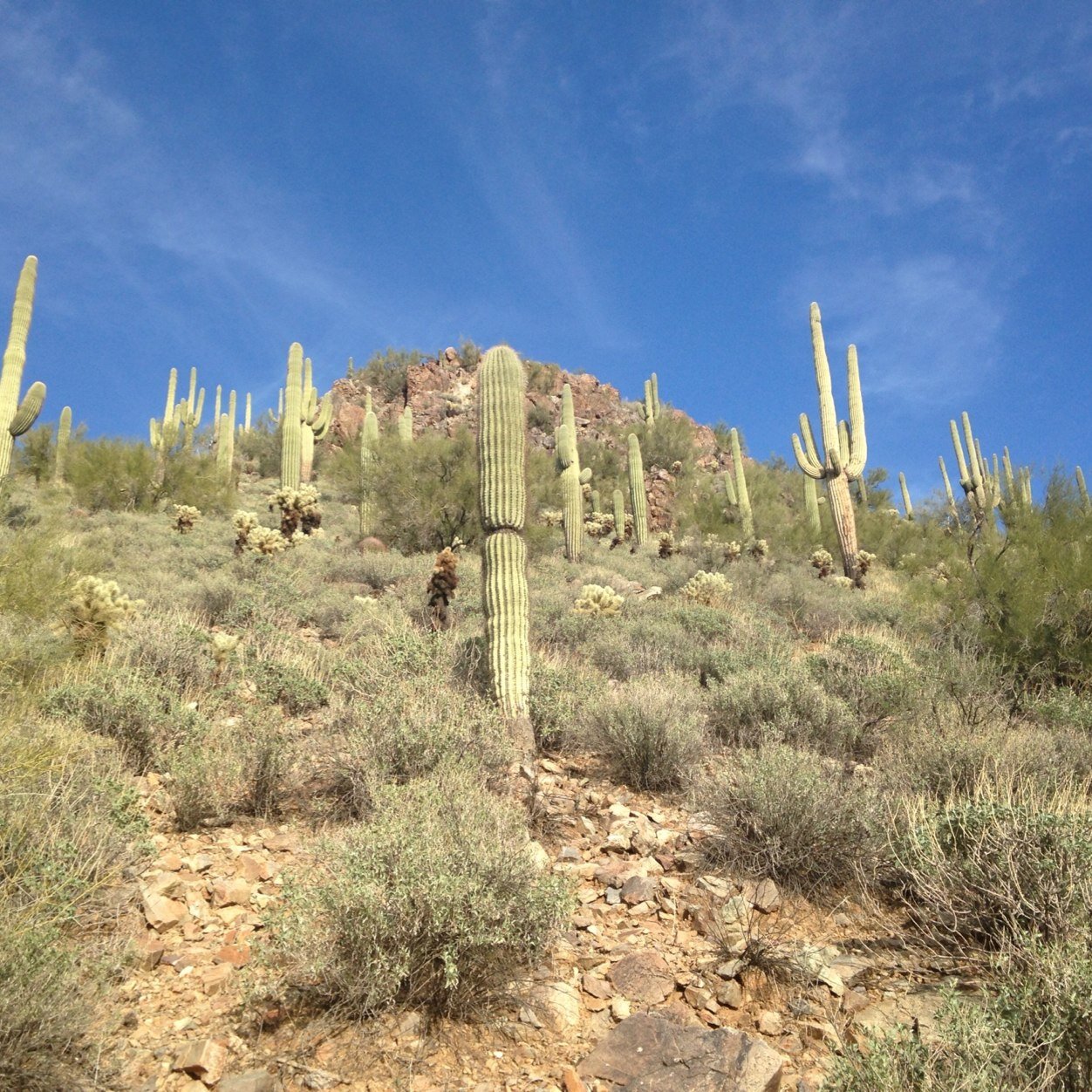 mipwitch's profile picture. 