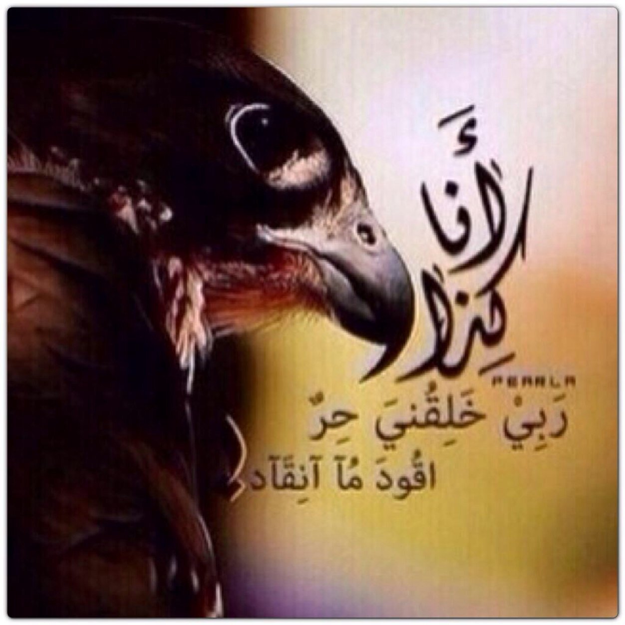 ALSHALA7i_305's profile picture. 