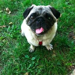 Make pug not war!