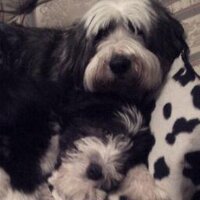 Ian Simpson (@isimpson73) 's Twitter Profile Photo Ian Simpson (@isimpson73) 's Twitter Profile Photo